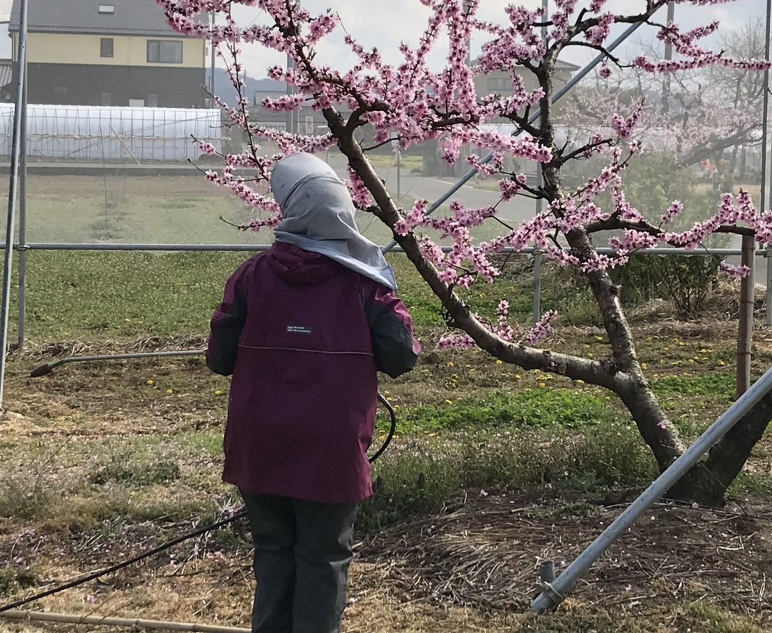 急募★にらと桃農家のフルタイムスタッフ募集です！